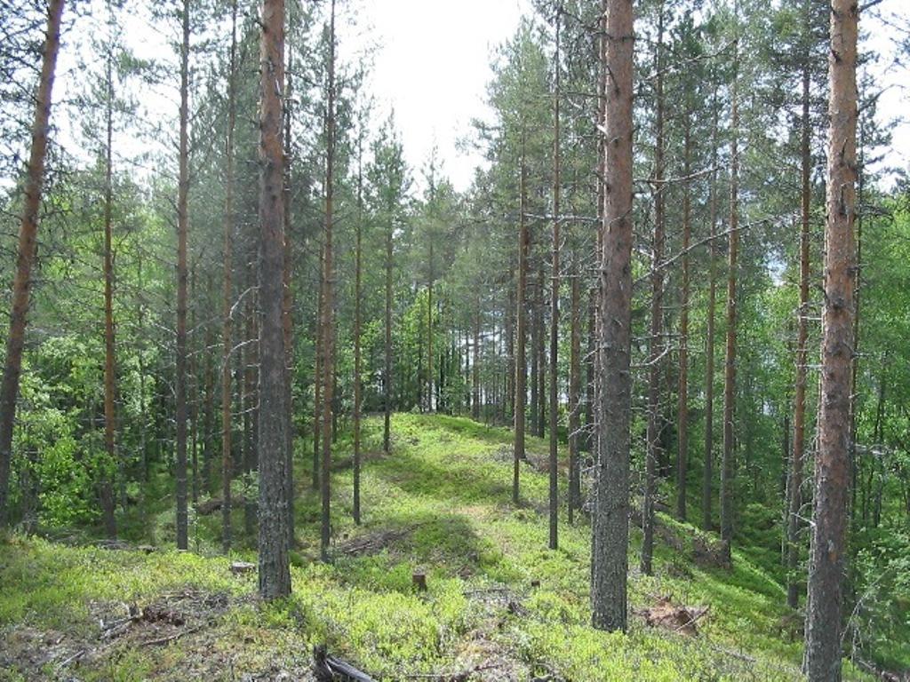 Kesäinen sekametsä kasvaa harjumaisessa maastossa.