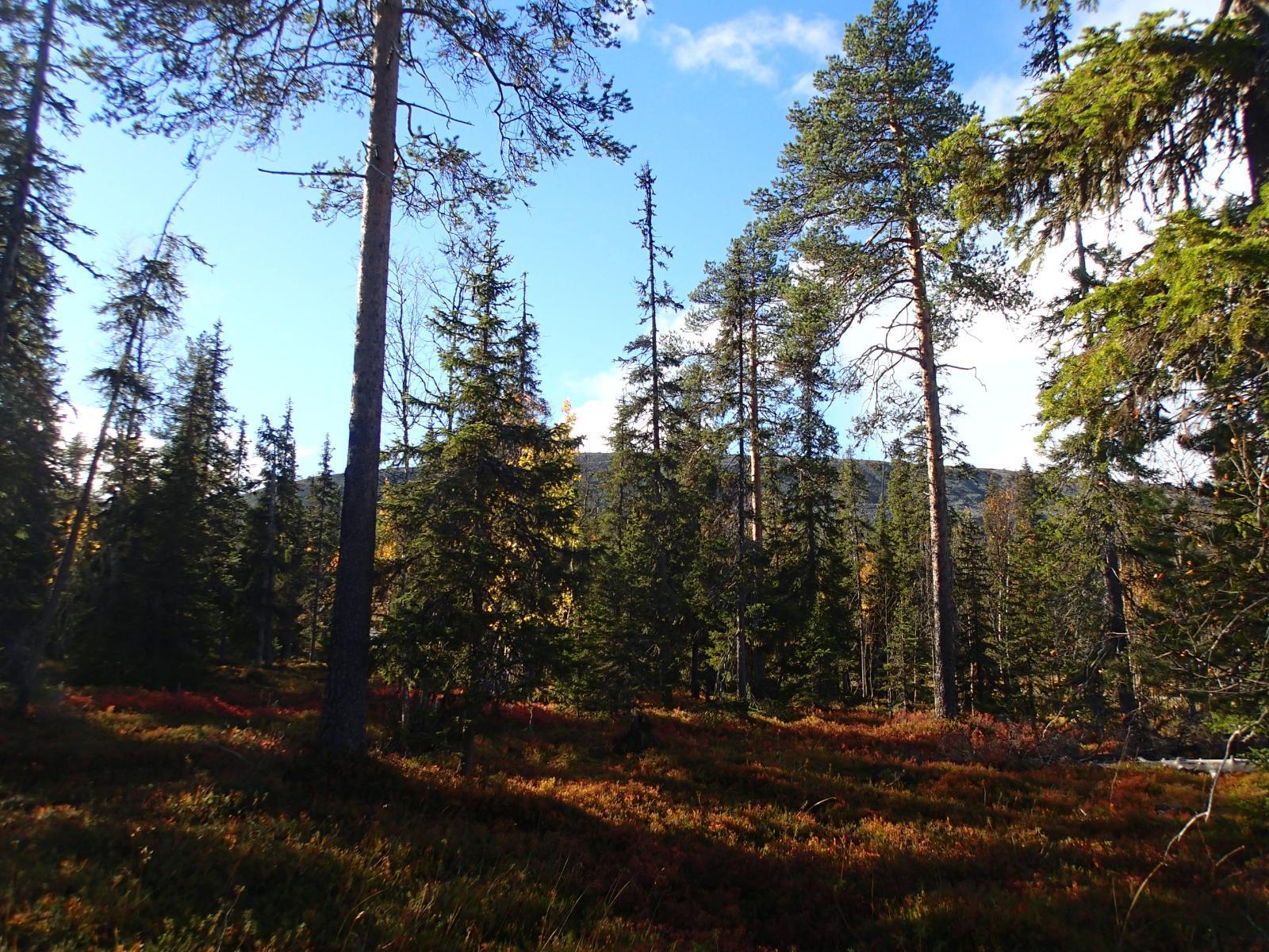 Kuusivaltaisen metsän takana kohoaa rakkakivinen tunturi. Aluskasvillisuus hohtaa ruskan väreissä.