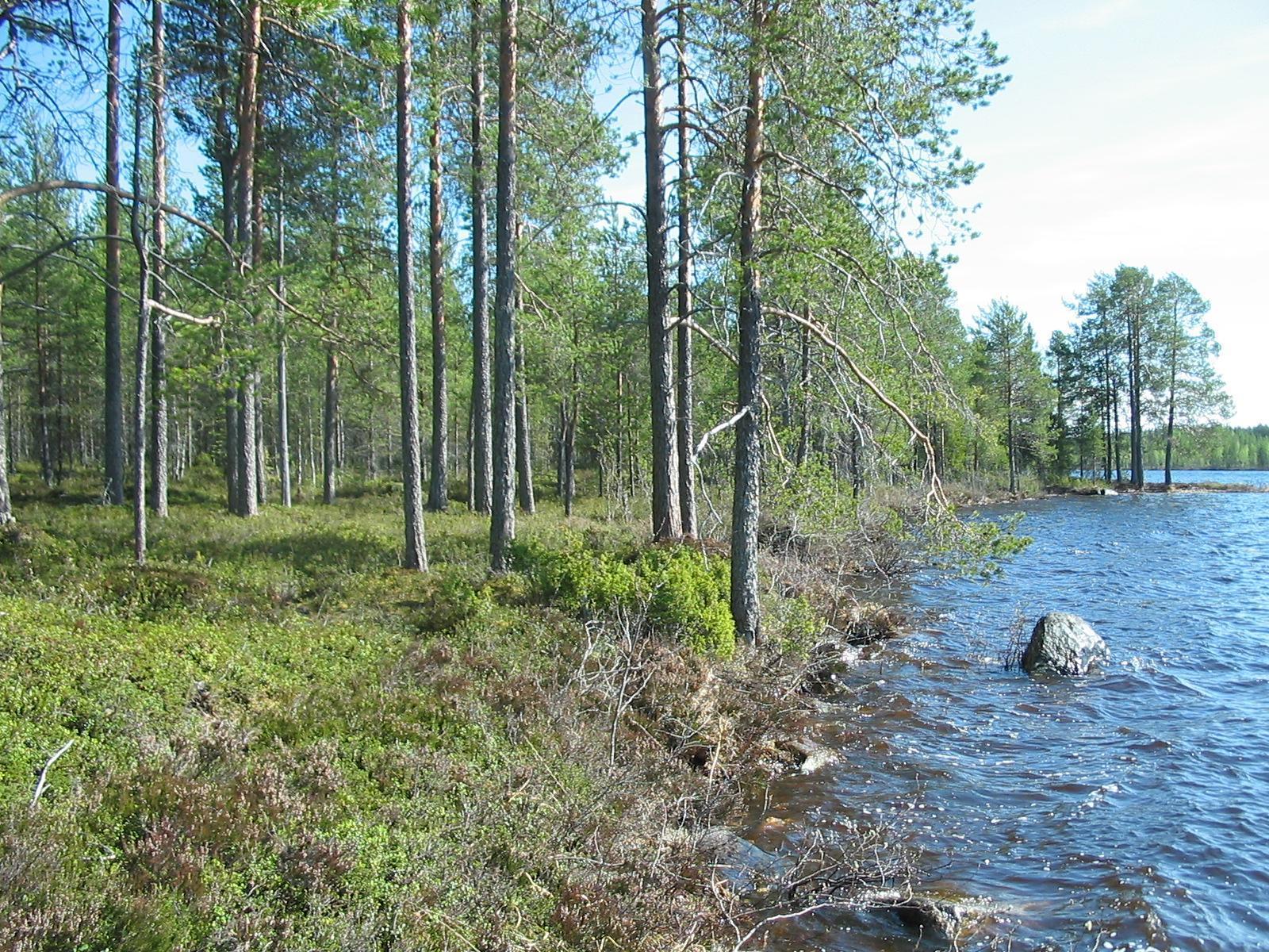 Mäntyvaltainen metsä reunustaa järveä oikealle kaartuvassa rantaviivassa. Rantavedess on kiviä.