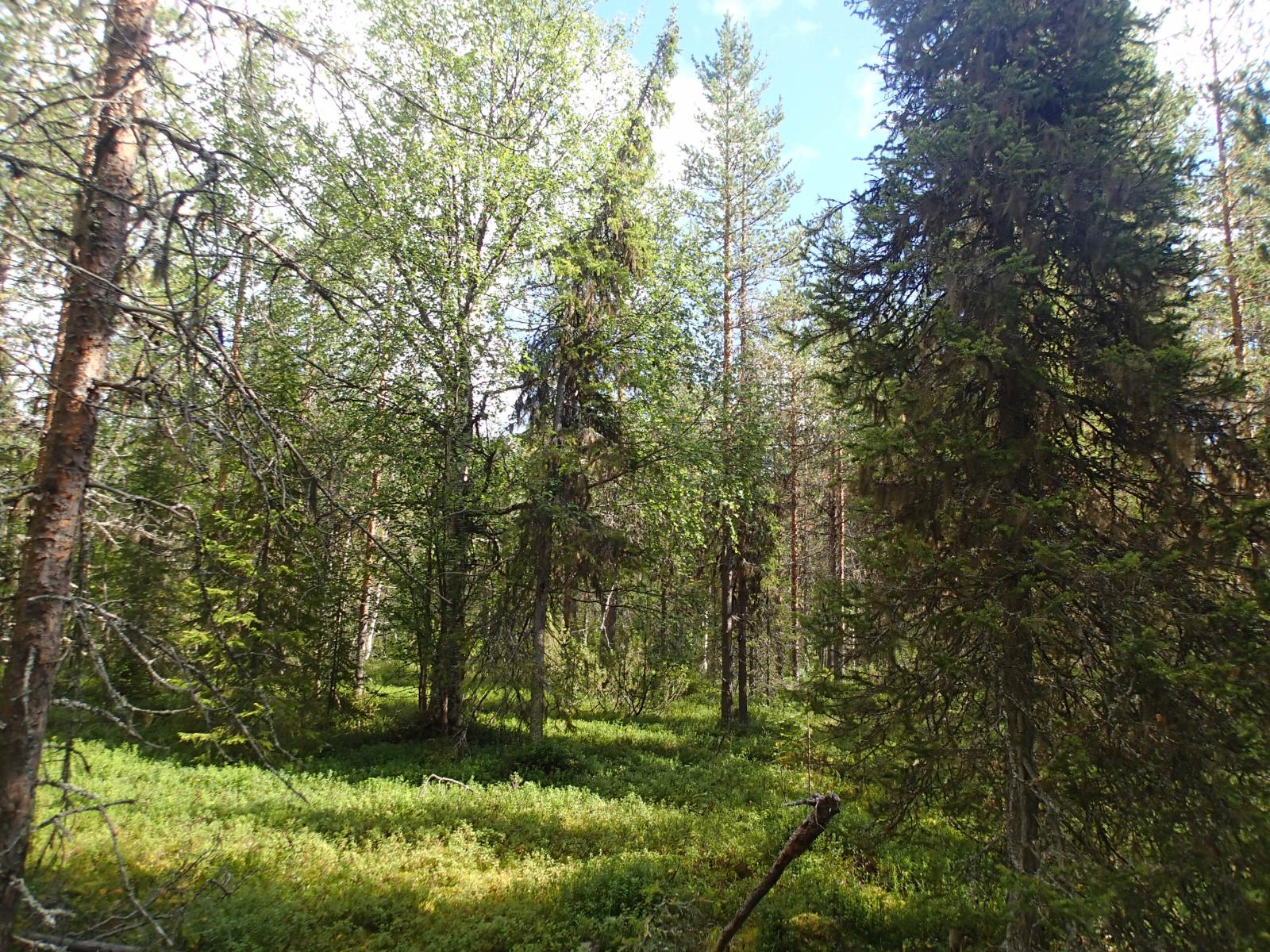 Kolari, 20, Muonionjoki, Kalkkikangas Kortteli 20 | Metsähallitus