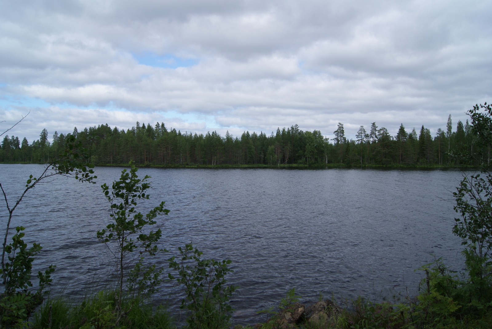 Nuorten lehtipuiden takana avautuu kesäinen järvimaisema. Taivas on pilvinen.