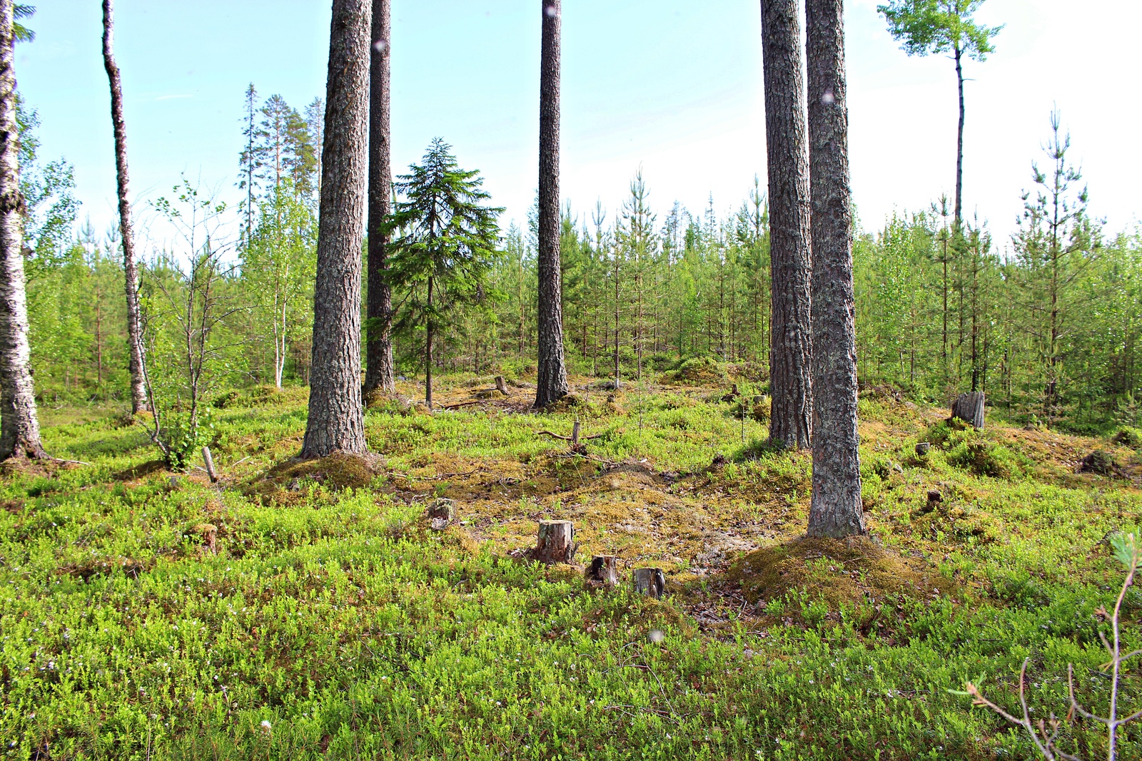 Kesäisen taimikon edustalla kasvaa muutamia korkeita havupuita.