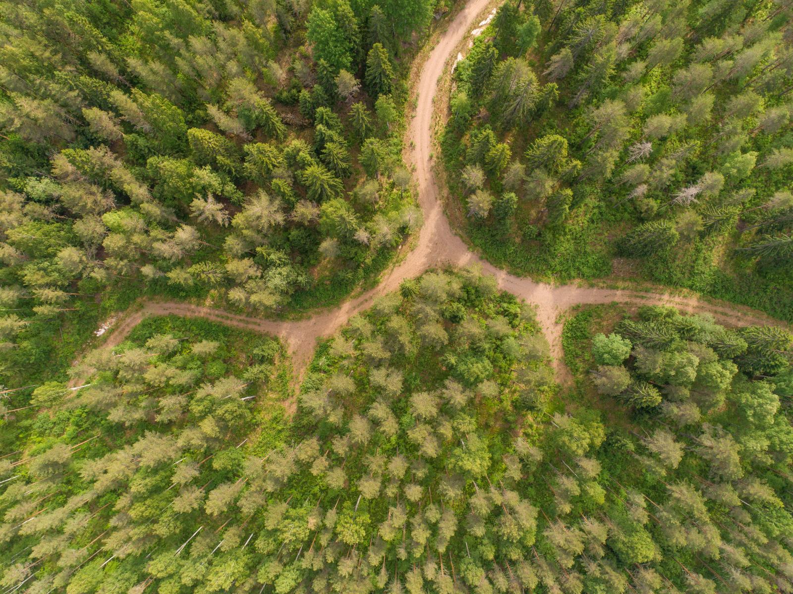 Kesäisessä metsässä mutkitteleva tie haarautuu muutaman kerran. Ilmakuva.