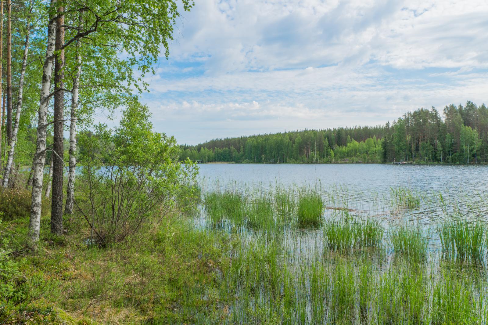 Rannassa kasvaa koivuja ja mäntyjä. Oikealla aukeaa kesäinen järvimaisema.