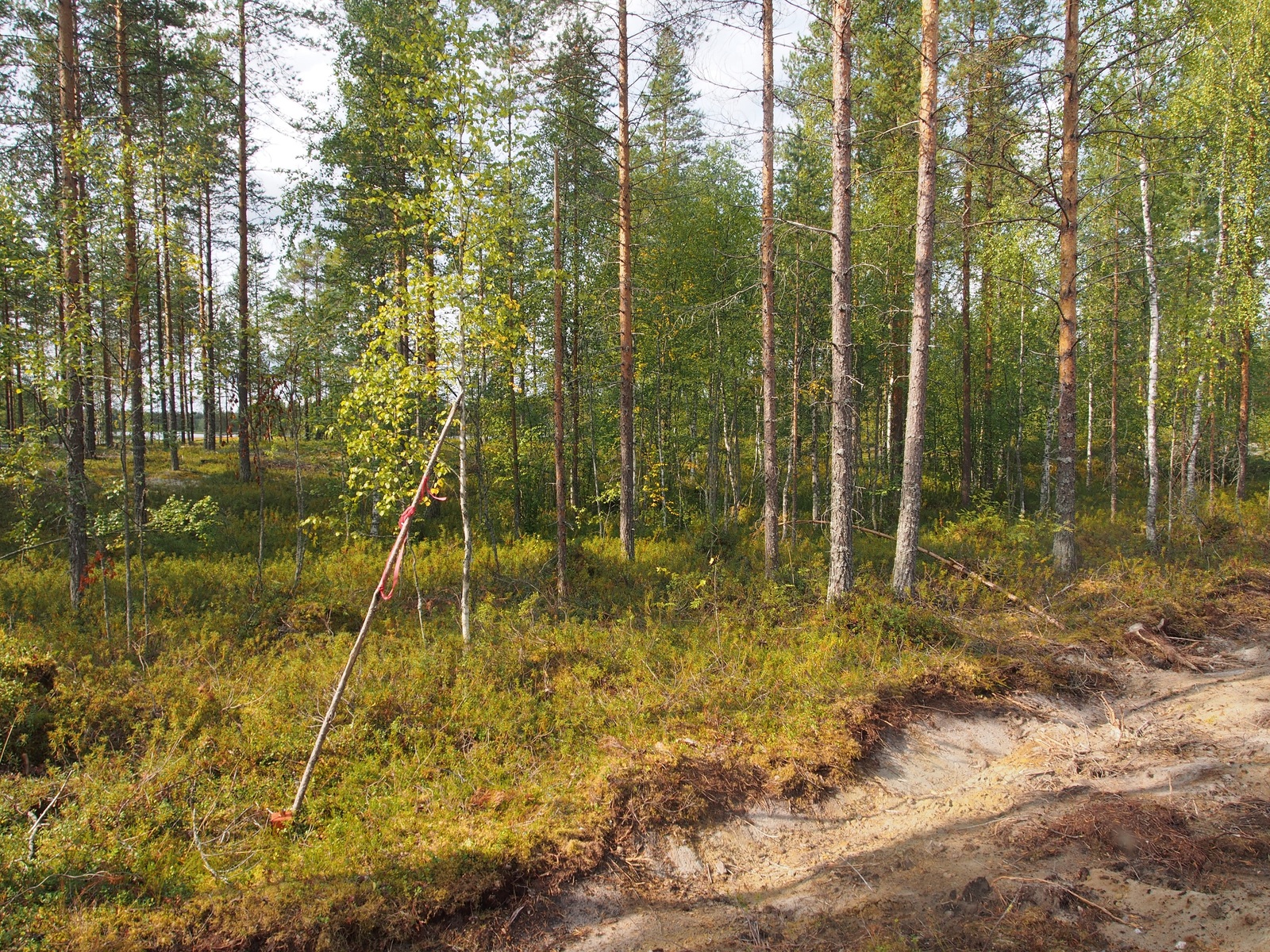 Mäntyvaltaisessa metsässä kasvaa myös koivuja. Etualalla on hiekkaista tienpohjaa.