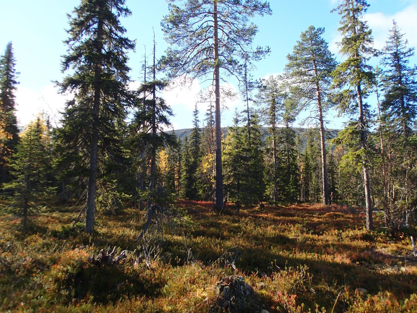 Syksyisen, havupuuvaltaisen metsän takana kohoaa tunturi. Aluskasvillisuus on maaruskan värjäämä.