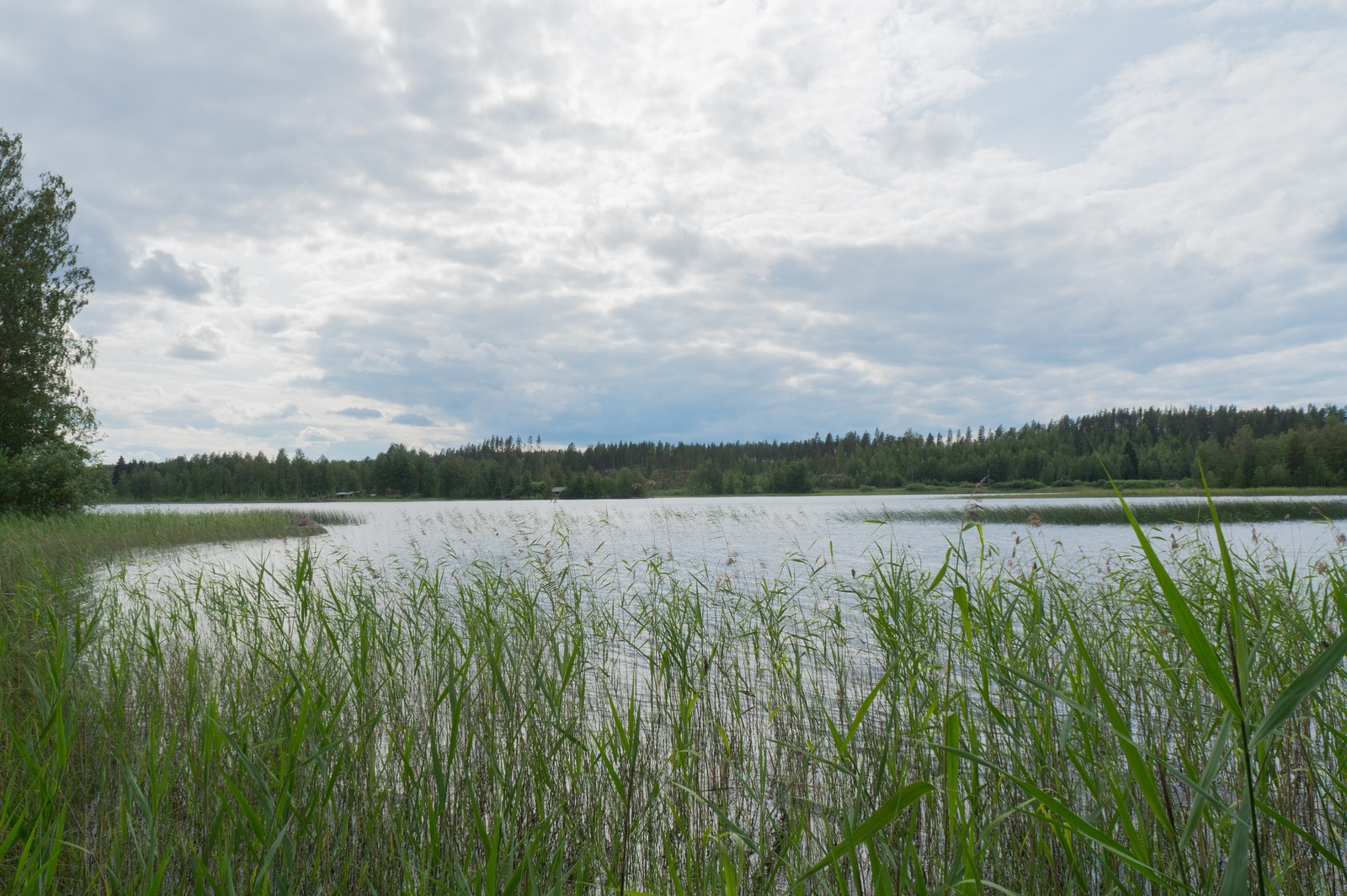 Kesäisessä järvimaisemassa etualalla kasvaa ruovikkoa.