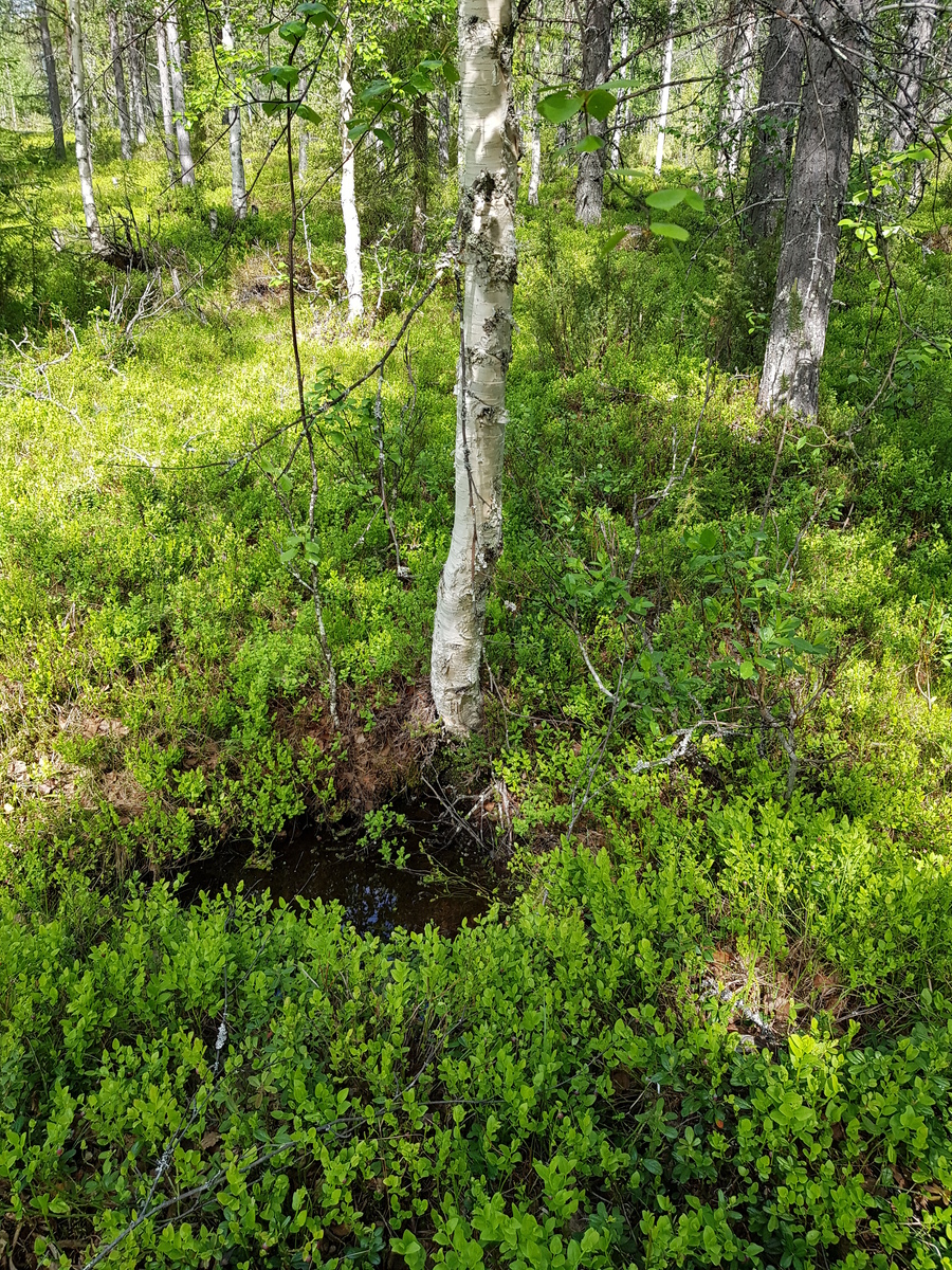 Aurinko paistaa sekametsään, jossa kasvaa koivuja, kuusia ja mäntyjä. Aluskasvillisuutena mustikkaa.