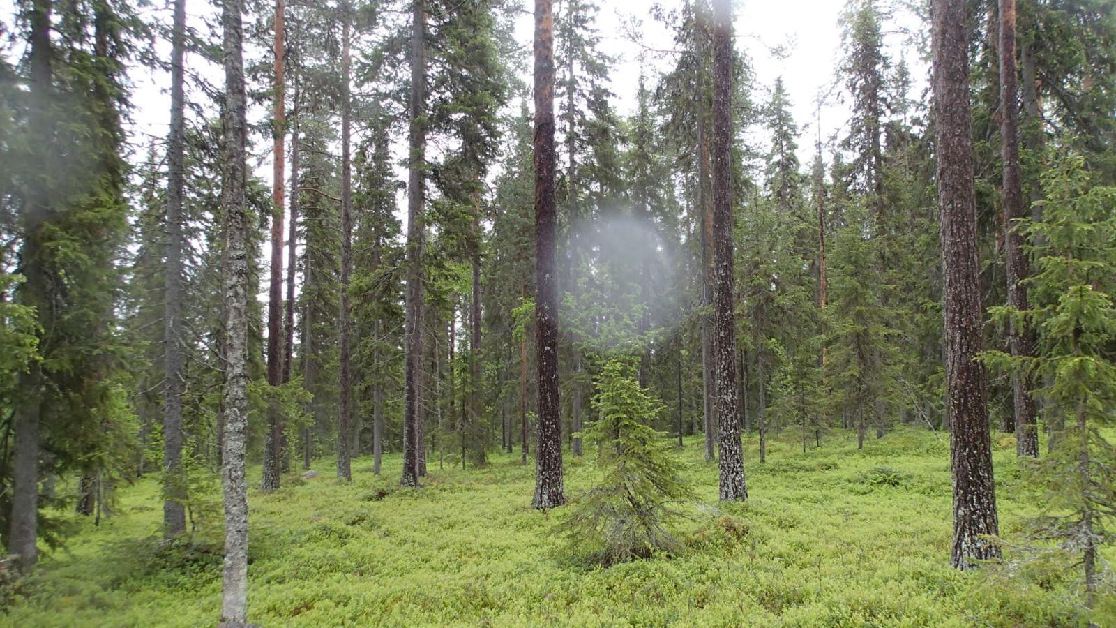 Kesäisessä sekametsässä kasvaa koivuja, kuusia ja mäntyjä.