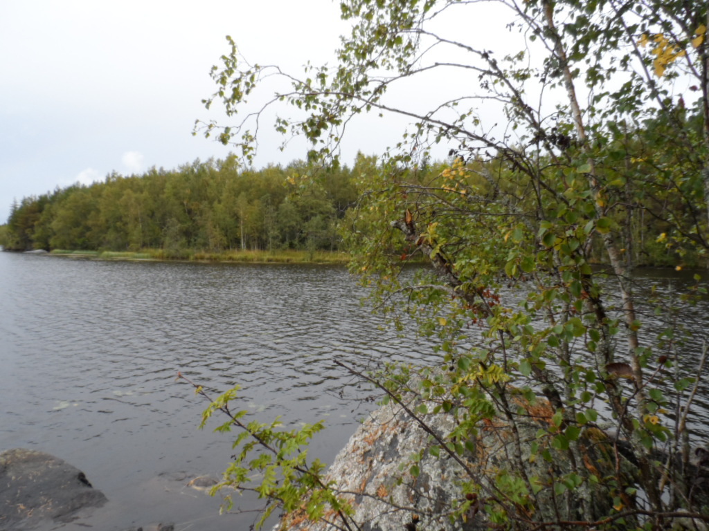 Rannassa kasvavat lehtipuut kaartuvat kohti järveä. Rantavedessä on kiviä.