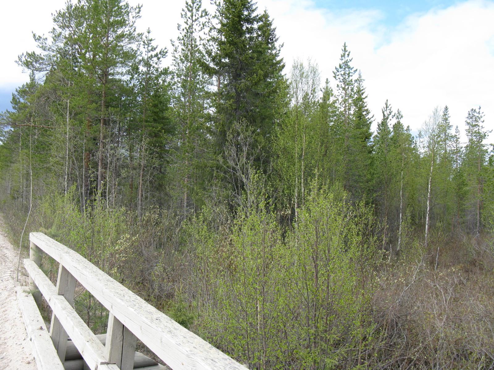 Sillan kaiteen takana kasvaa nuoria lehtipuita, kuusia ja mäntyjä.