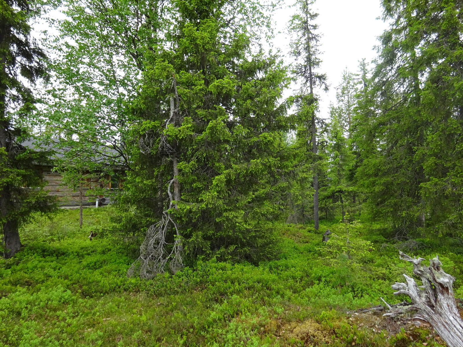 Kuusivaltaisen metsän puiden lomasta pilkottaa hirsimökki.