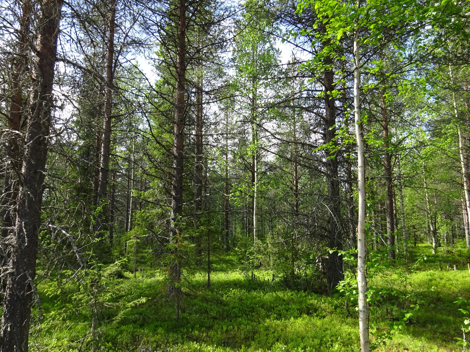 Aurinko paistaa havupuuvaltaiseen sekametsään. Koivuissa on tuoreet lehdet.