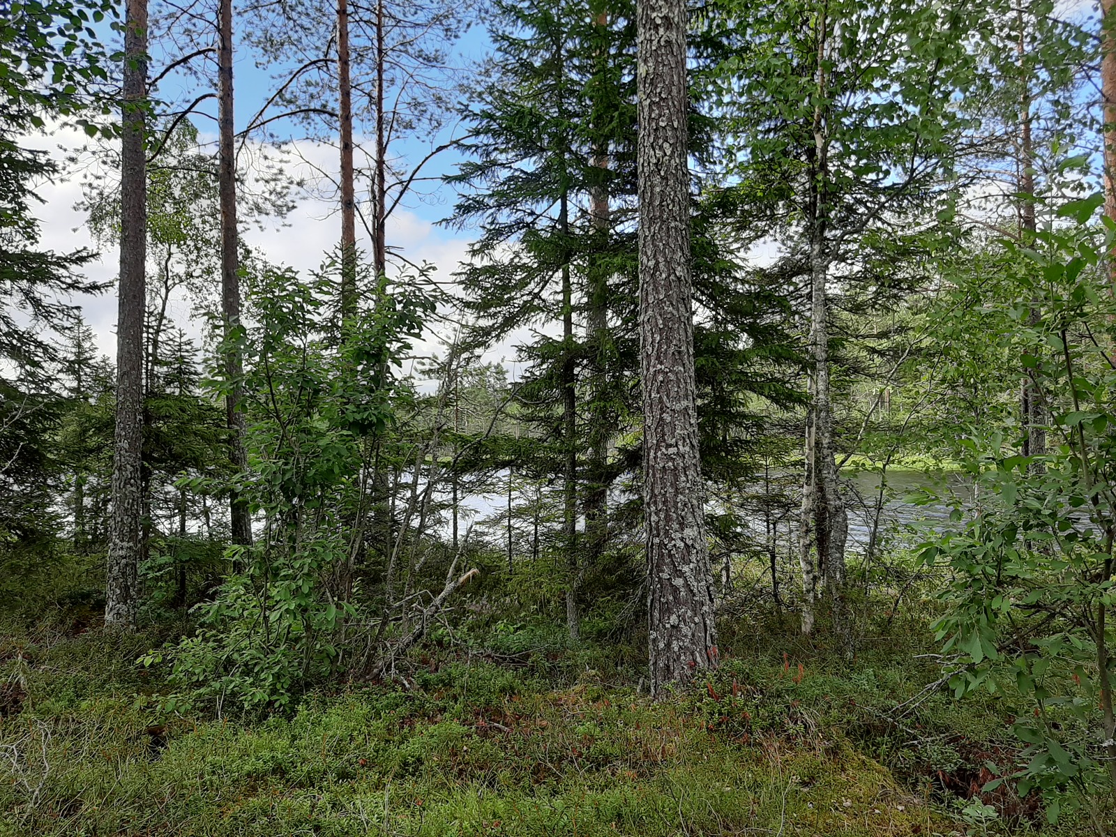 Rannassa tiheästi kasvavien puiden takana avautuu kesäinen järvimaisema.