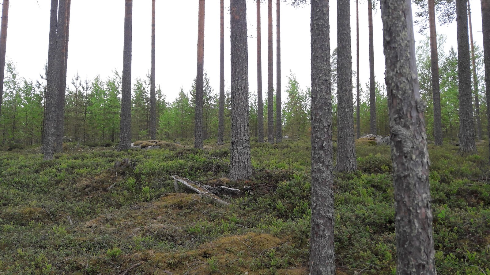 Avara mäntymetsä kasvaa loivasti laskeutuvassa maastossa. Taustalla on mäntytaimikko.