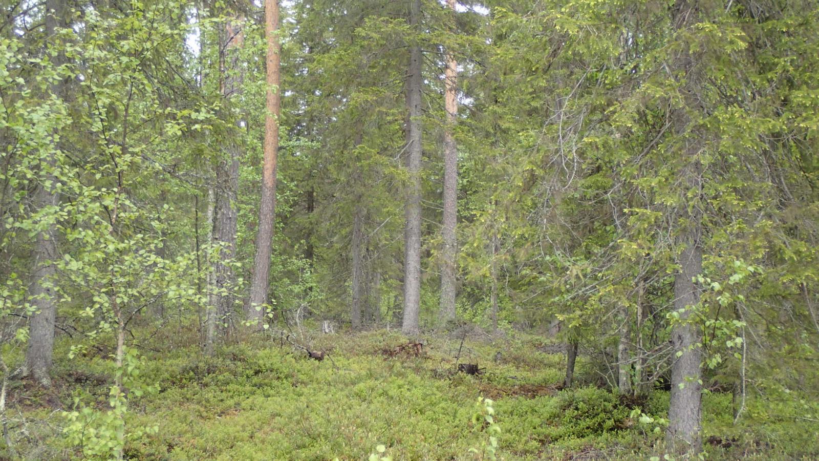 Kuusivaltaisessa metsässä kasvaa myös koivuja. Aluskasvillisuutena on mustikanvarpuja.