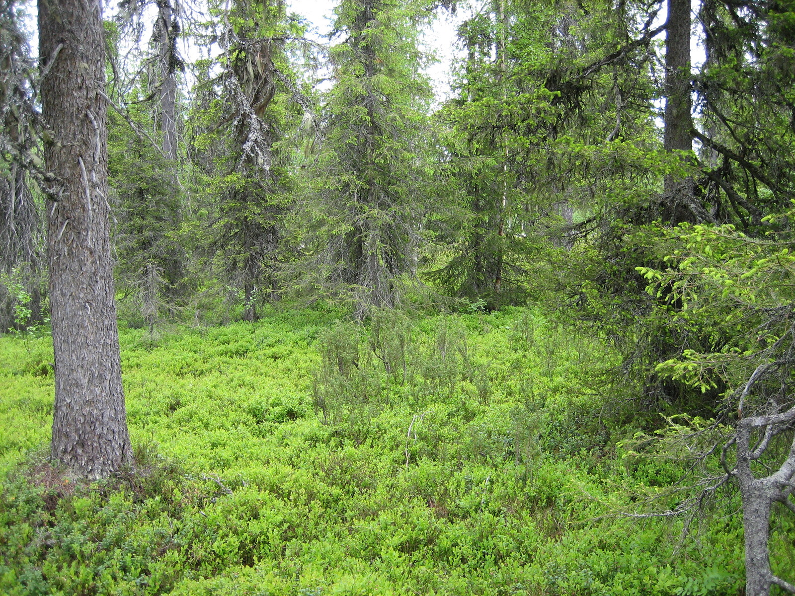 Havupuuvaltaisen metsän kuusissa on nuoria versoja eli kuusenkerkkiä.