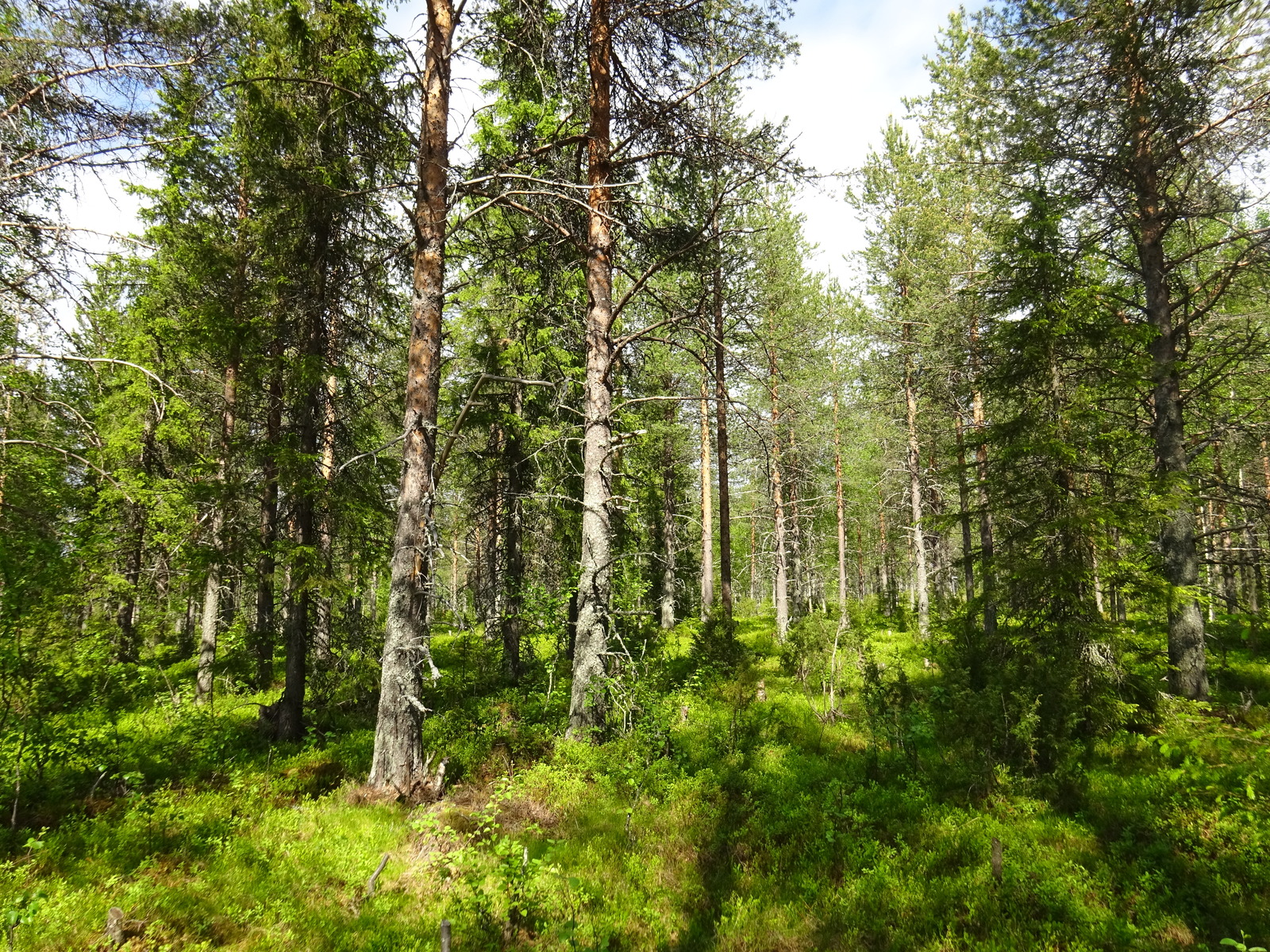 Aurinko paistaa havupuuvaltaiseen sekametsään ja luo maahan puiden varjoja.