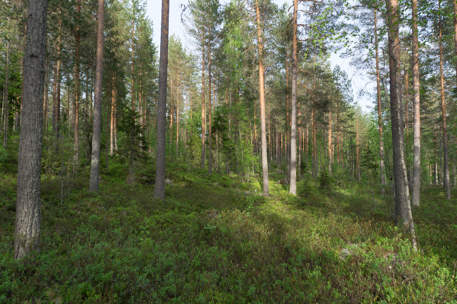 Kesäisessä havupuuvaltaisessa metsässä kasvaa myös nuoria lehtipuita.