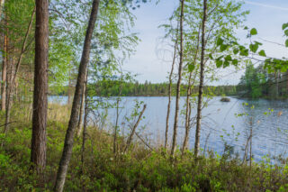 Rannassa kasvavien koivujen ja mäntyjen takana avautuu kesäinen järvimaisema.