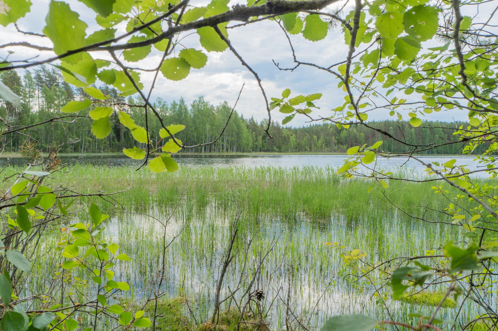 Haavan oksat reunustavat kesäistä järvimaisemaa. Rantavedessä on vesikasveja.