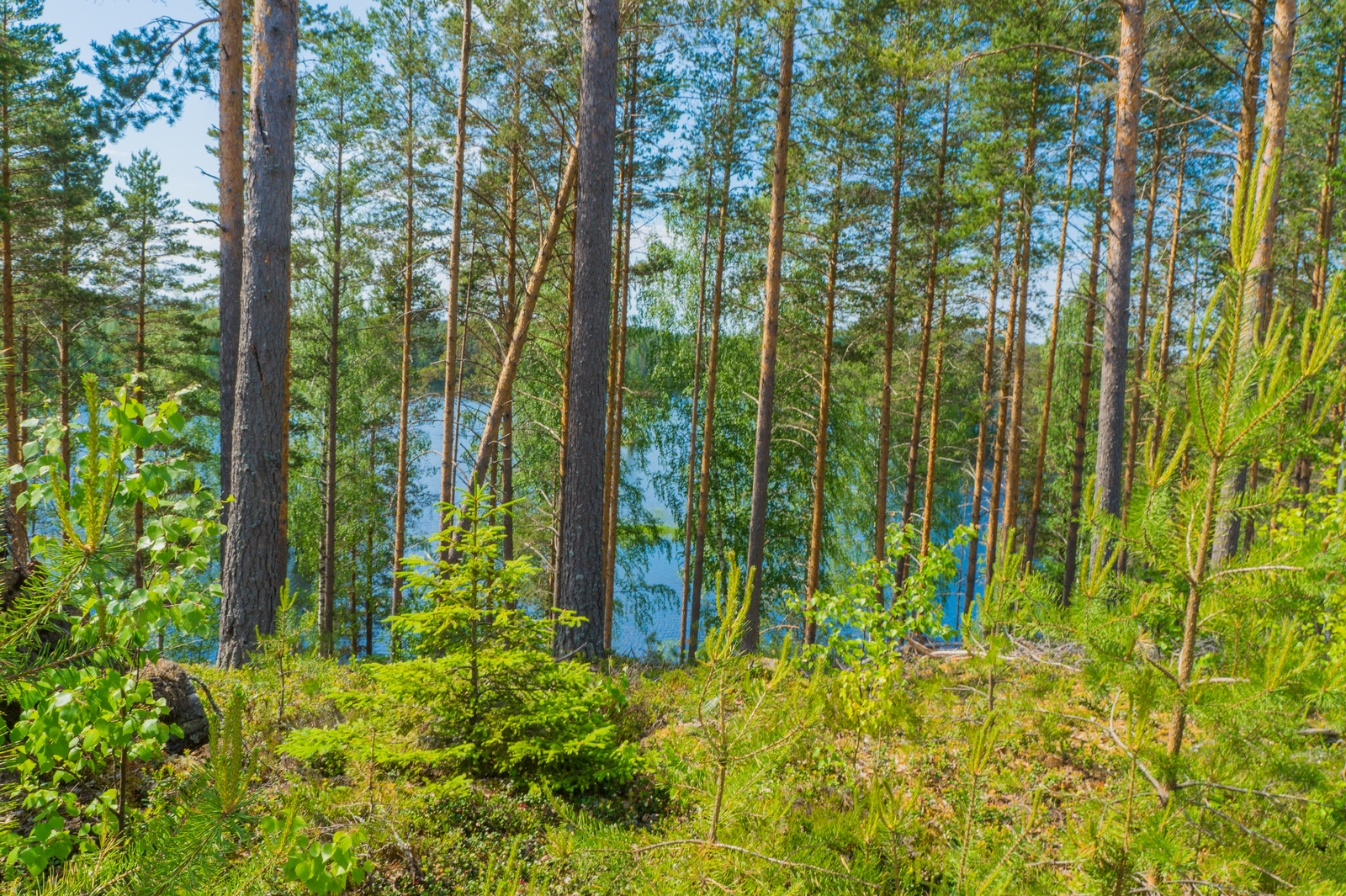 Rinteessä kasvavan mäntyvaltaisen metsän takana avautuu kesäinen järvimaisema.