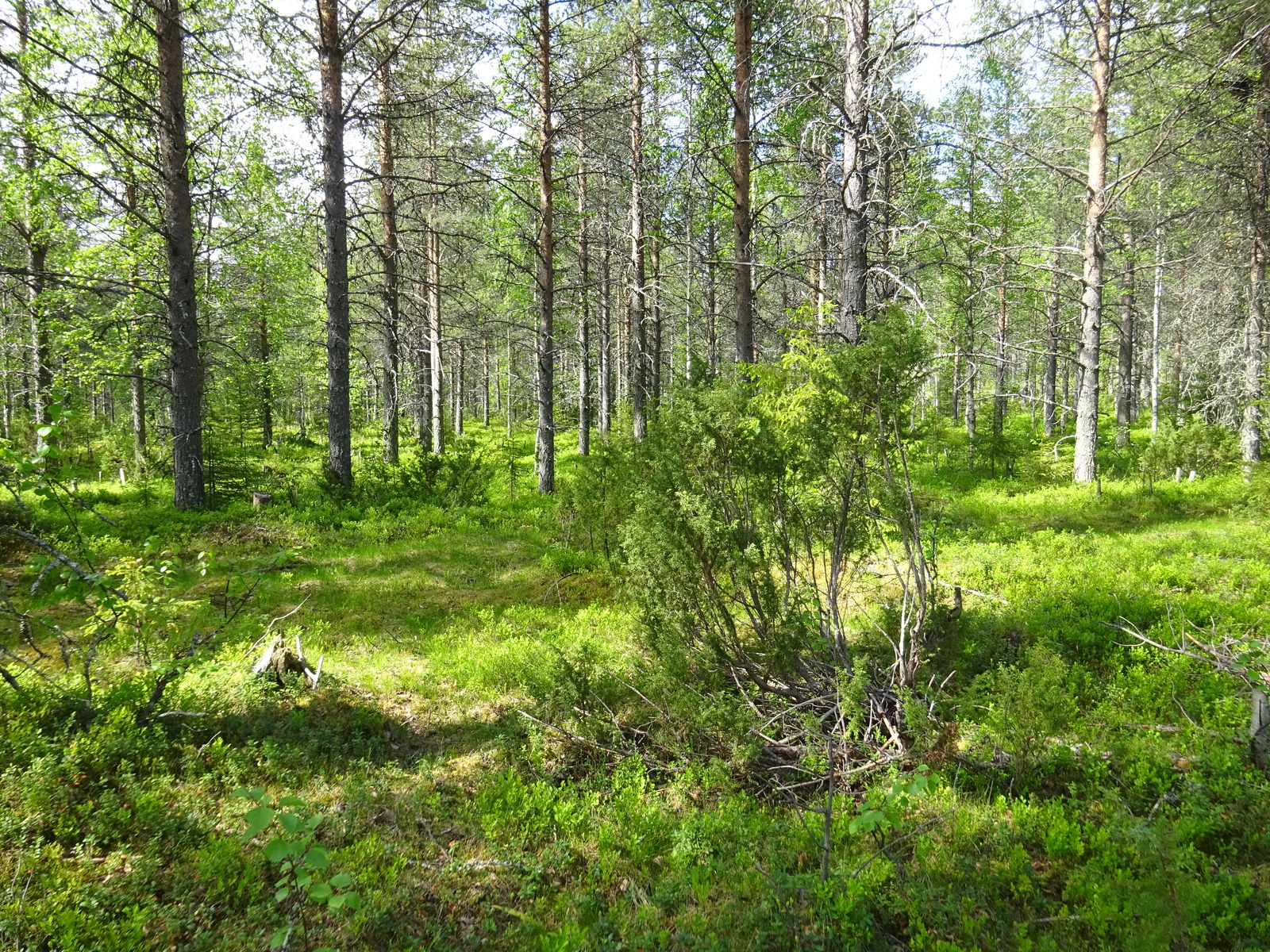 Aurinko paistaa havupuuvaltaiseen sekametsään. Koivuissa on tuoreet lehdet. Etualalla on kataja.