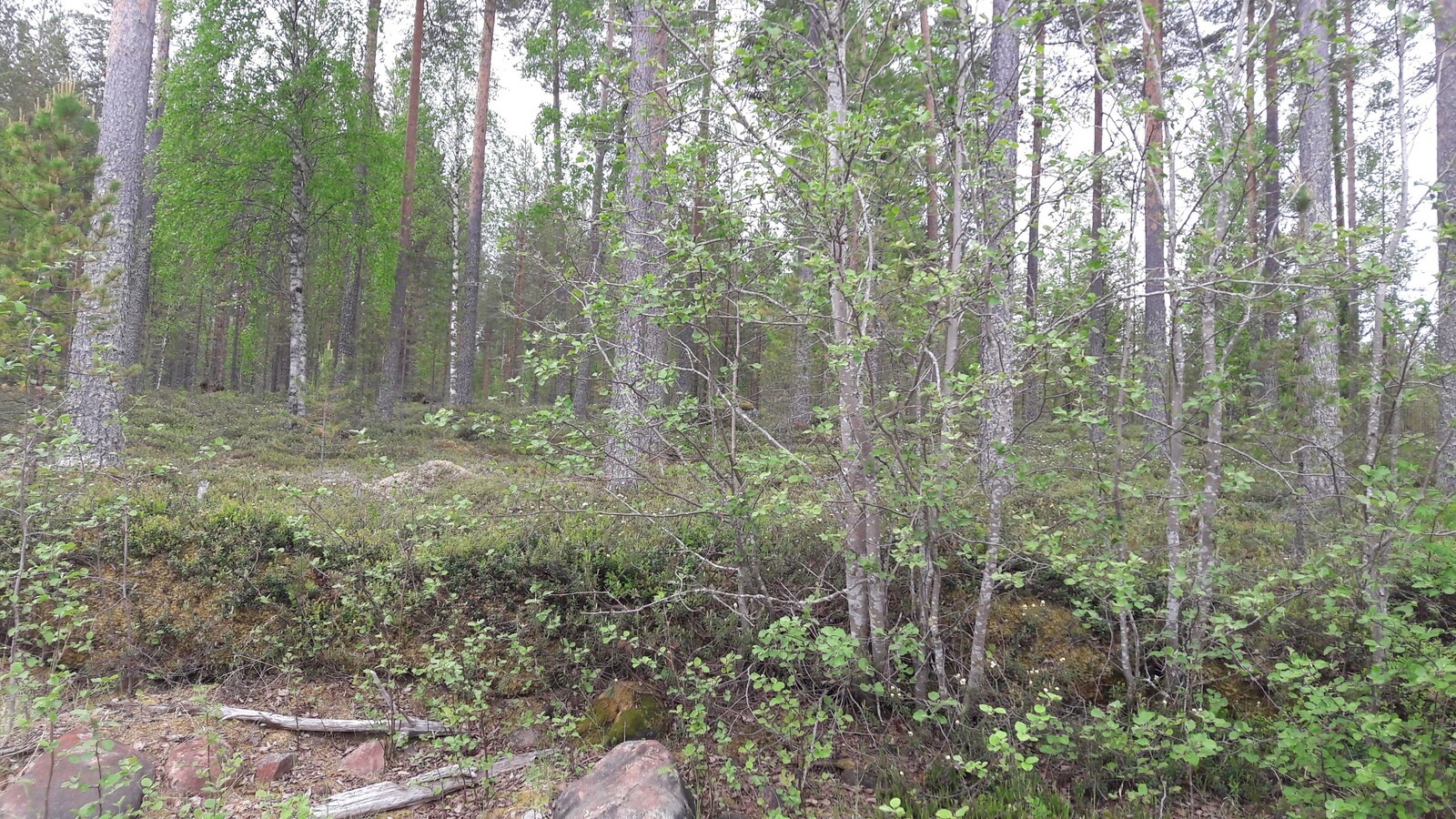 Rantatörmällä kasvaa lehtipuita ja niiden takana mäntyvaltainen metsä.