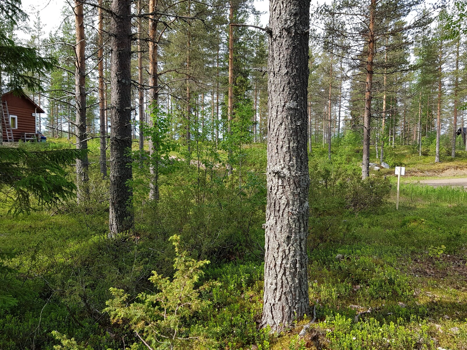 Sekametsän mäntyjen ja kuusien lomasta pilkottaa naapurirakennuksia kahdessa eri suunnassa.