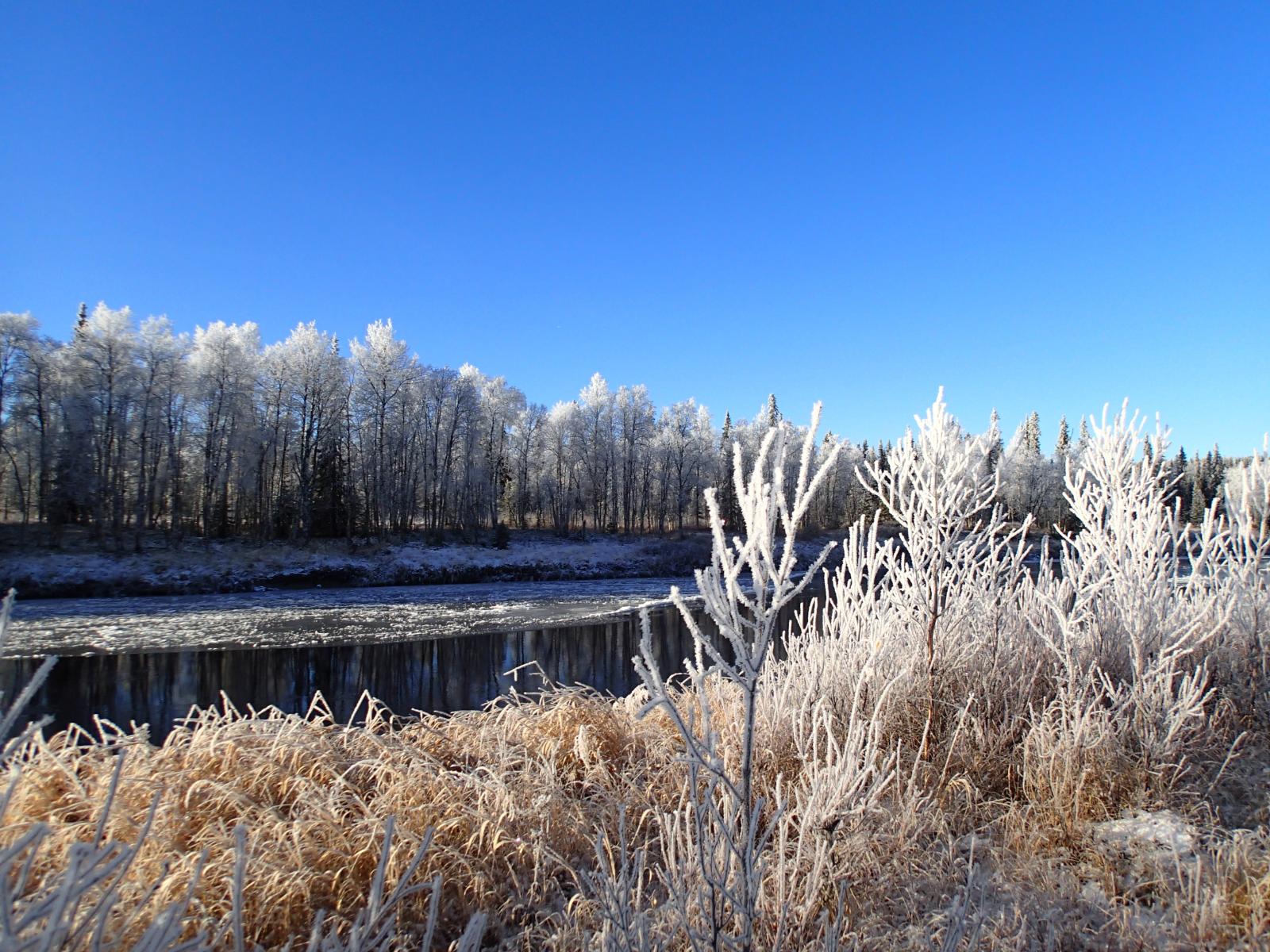 Kemijoen rantametsikkö peittyneenä kuuraan aurinkoisena päivänä.