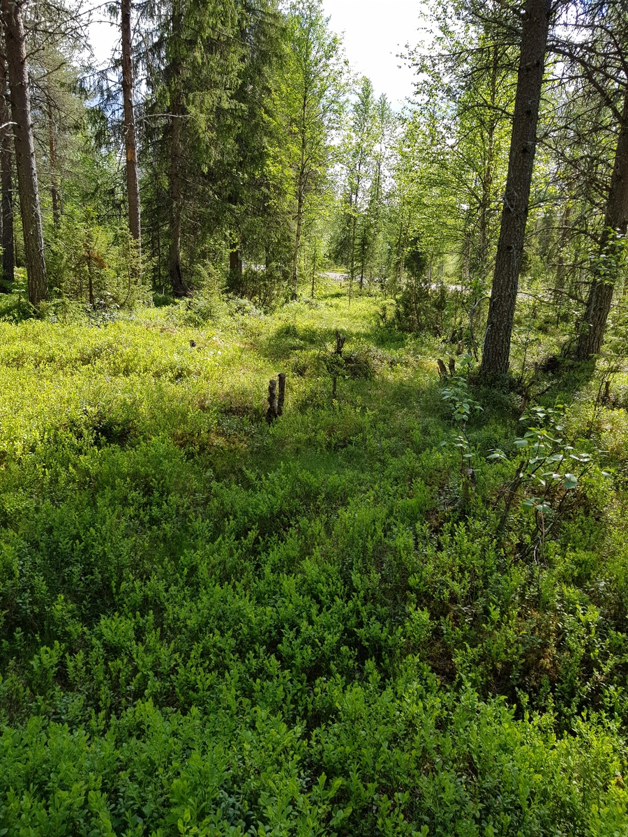 Puiden takana pilkottaa kesäisen metsän läpi kulkeva tie. Etualalla on runsaasti mustikanvarpuja.