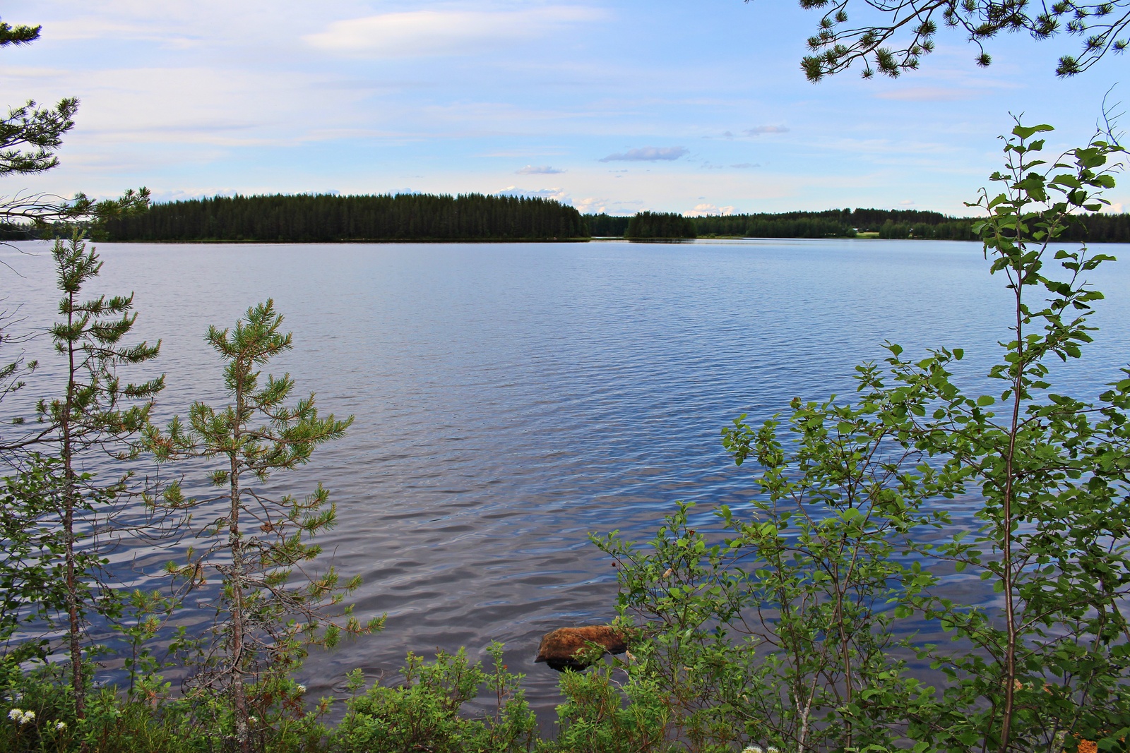 Nuoret puut reunustavat kesäistä järvimaisemaa. Rantavedessä on kivi.