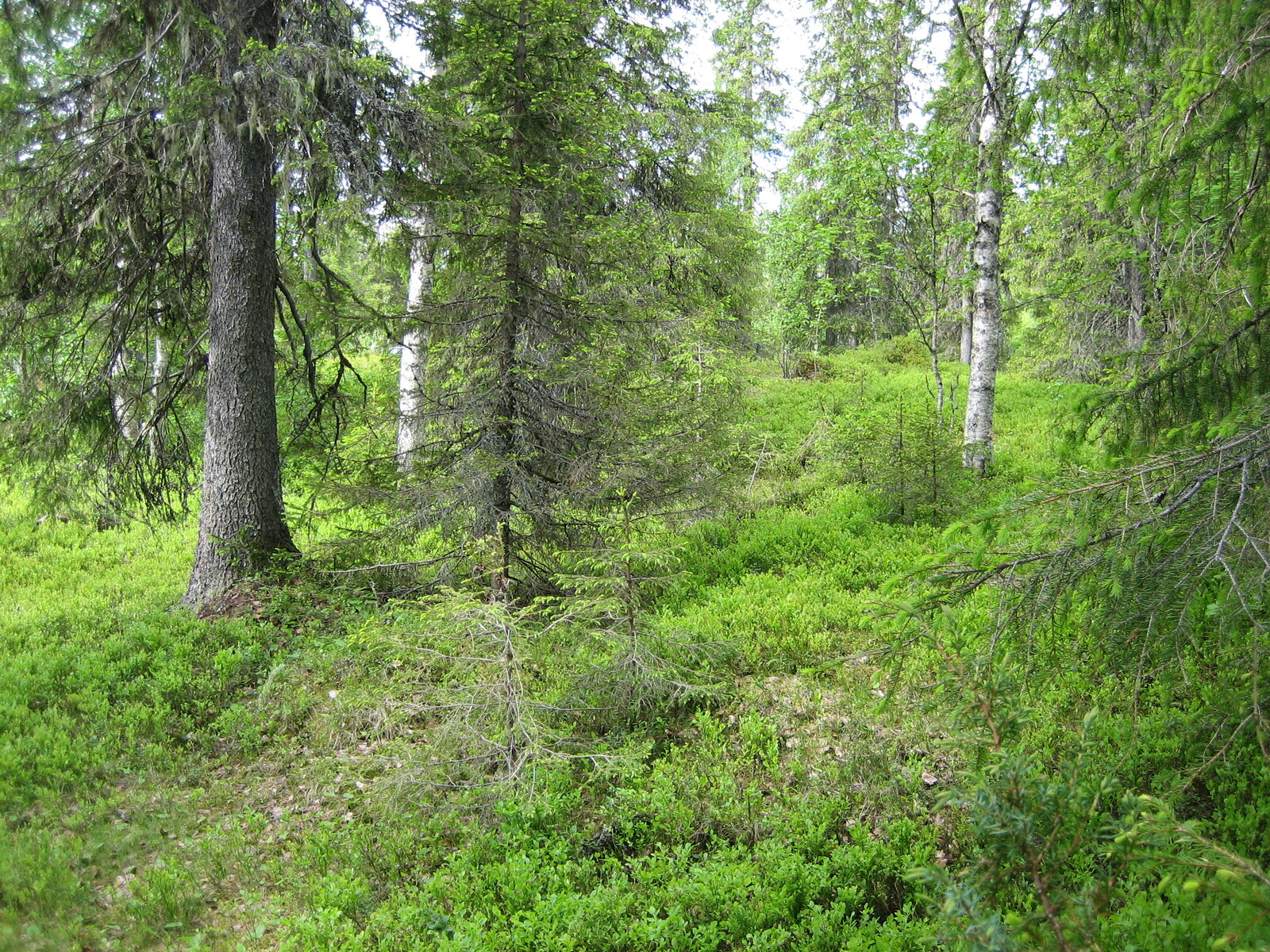 Vehreän kuusivaltaisen sekametsän aluskasvillisuutena on runsaasti mustikanvarpuja.