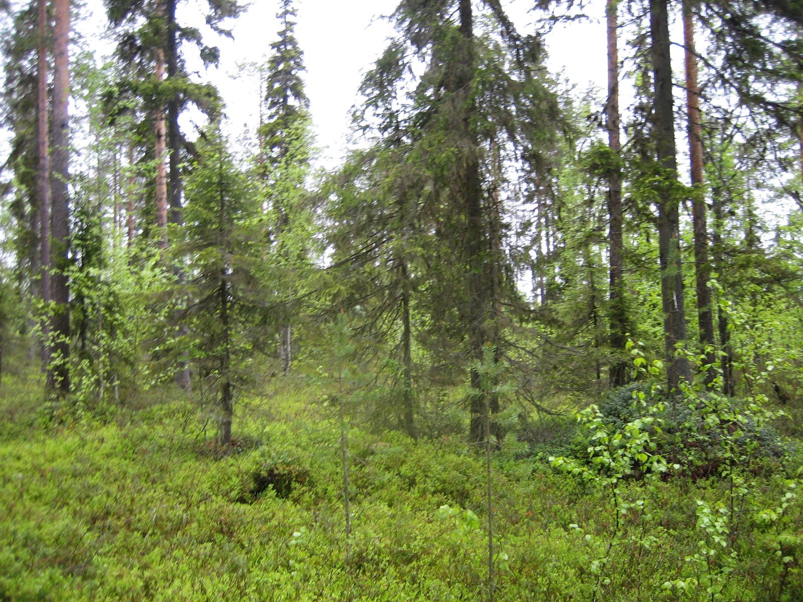 Kesäisessä sekametsässä kasvaa koivuja, kuusia ja mäntyjä.