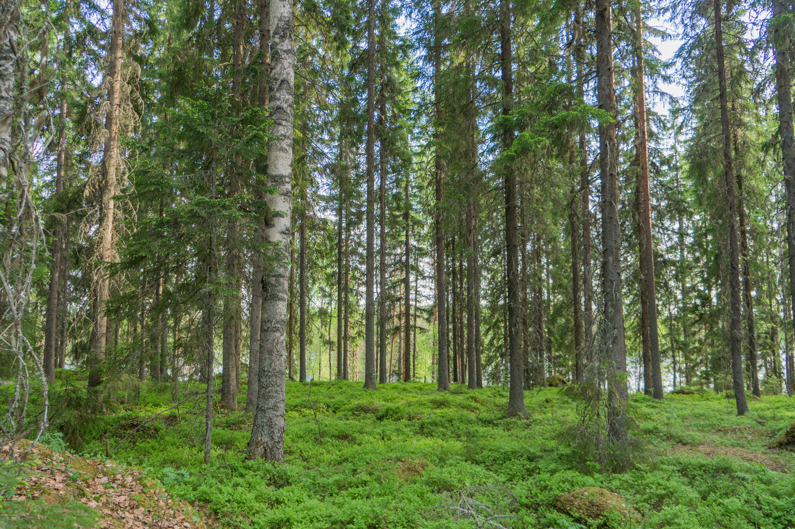 Loivassa rinteessä kasvaa kuusivaltainen metsä. Aluskasvillisuutena on mustikanvarpuja.