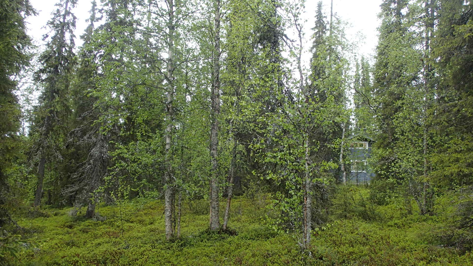 Kesäisessä metsässä kasvaa koivuja, kuusia ja katajia. Taustalla pilkottaa mökki.