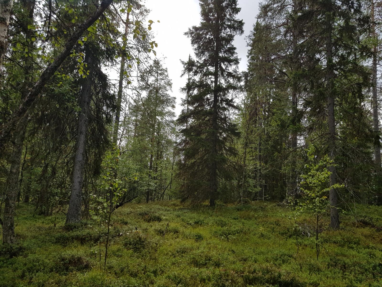 Havupuuvaltaisessa metsässä kasvaa myös nuoria lehtipuita.