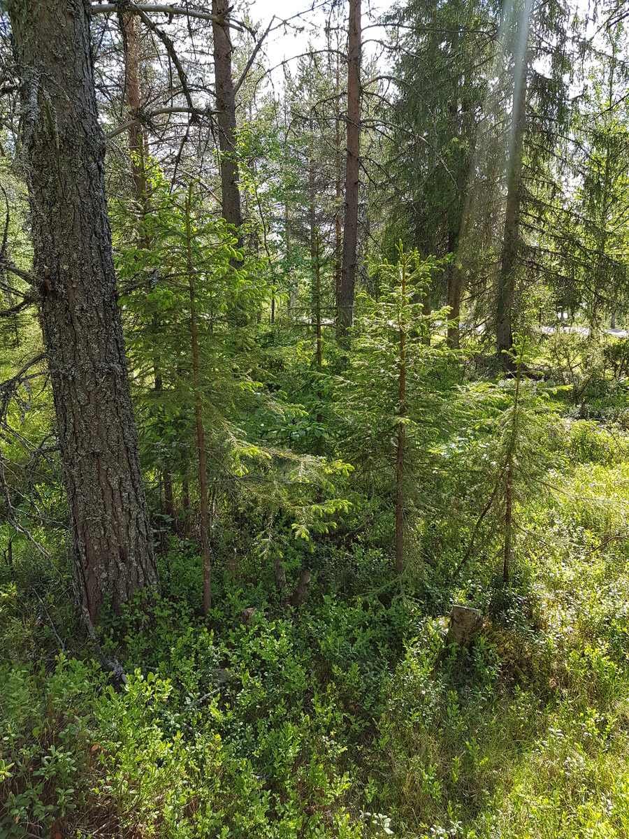 Kesäisessä metsässä kasvaa kuusen taimia mäntyjen ja kuusten joukossa. Taka-alalla kulkee tie.