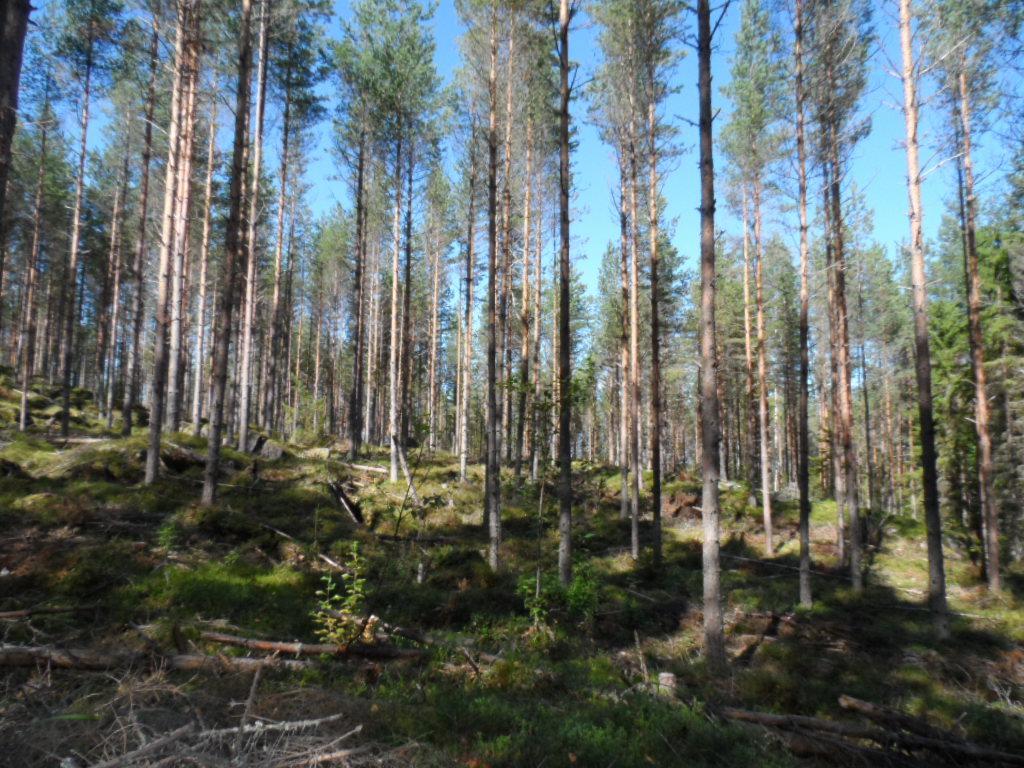 Mäntyvaltainen metsä kasvaa loivasti kumpuilevassa maastossa. Maassa on karsittuja oksia.