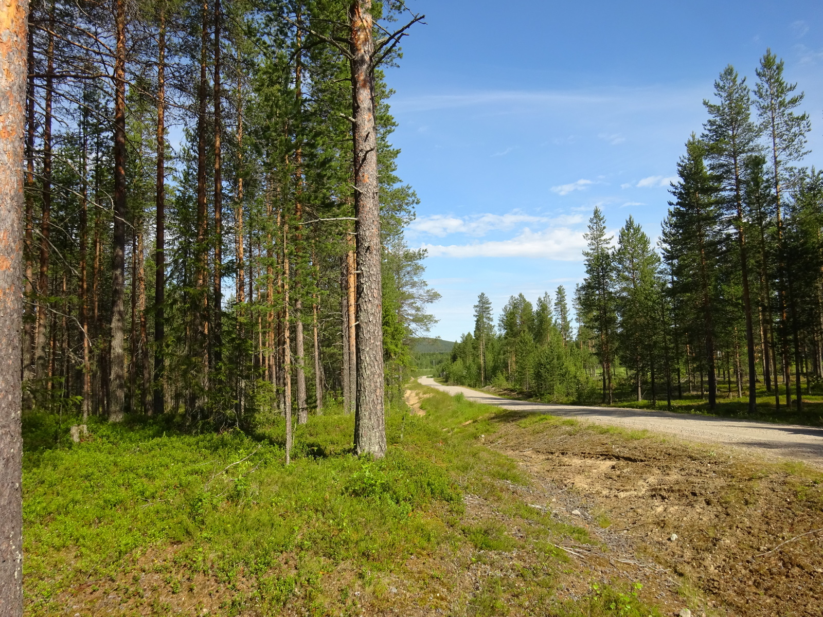 Hiekkatie kulkee kesäisen mäntykankaan halki.