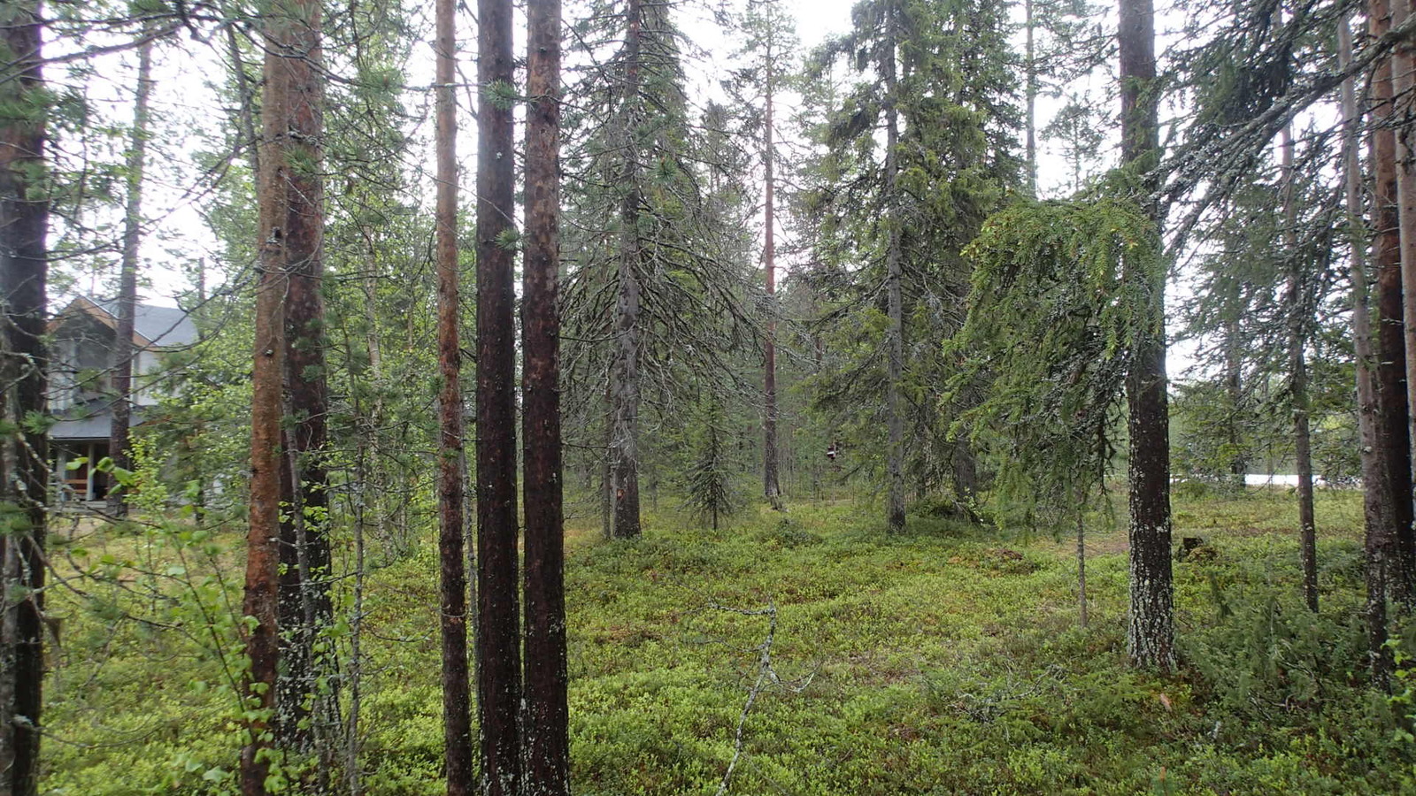 Vasemmalla on mökki havupuiden takana ja oikeassa laidassa kulkee tie.