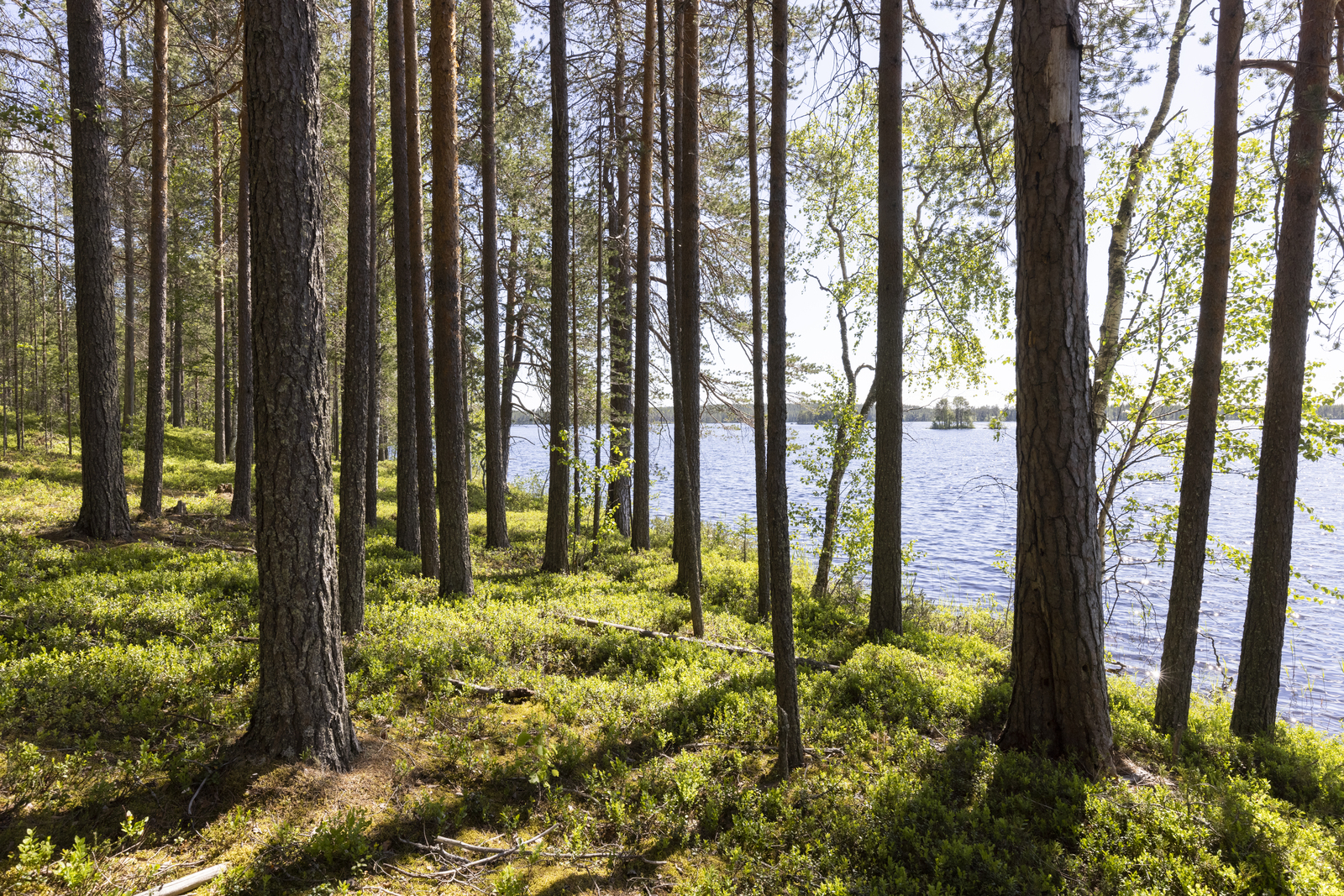 Rannassa väljästi kasvavien mäntyjen takana avautuu kesäinen järvimaisema.