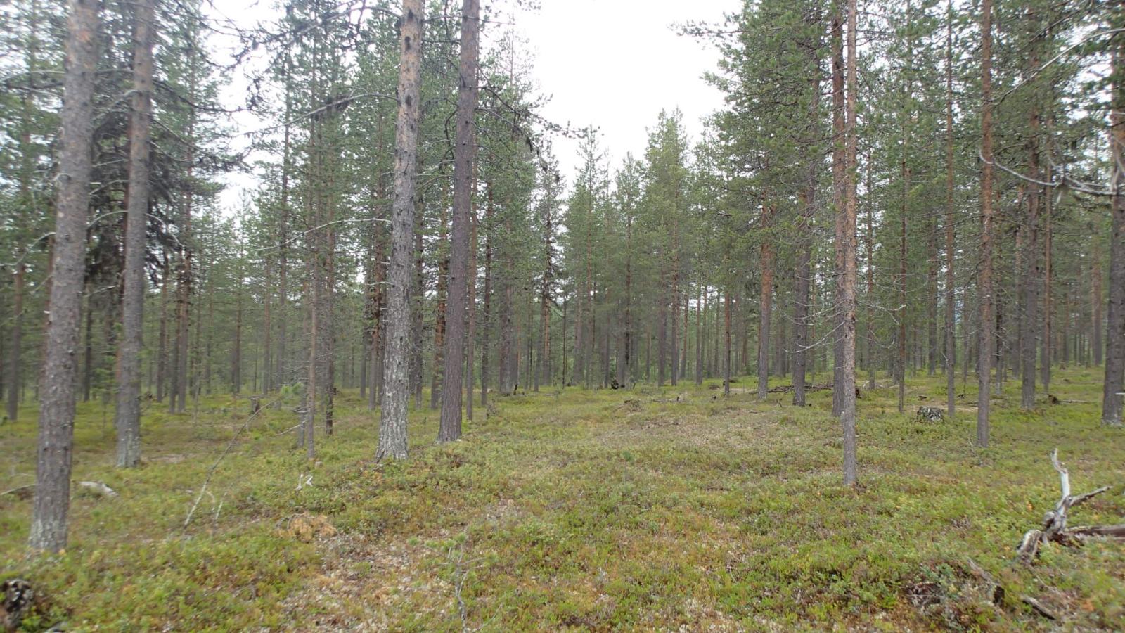 Kangasmetsää