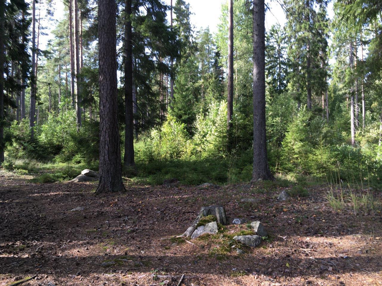 Aurinko paistaa kesäiseen, havupuuvaltaiseen metsään. Etualalla on kulunutta maaperää.