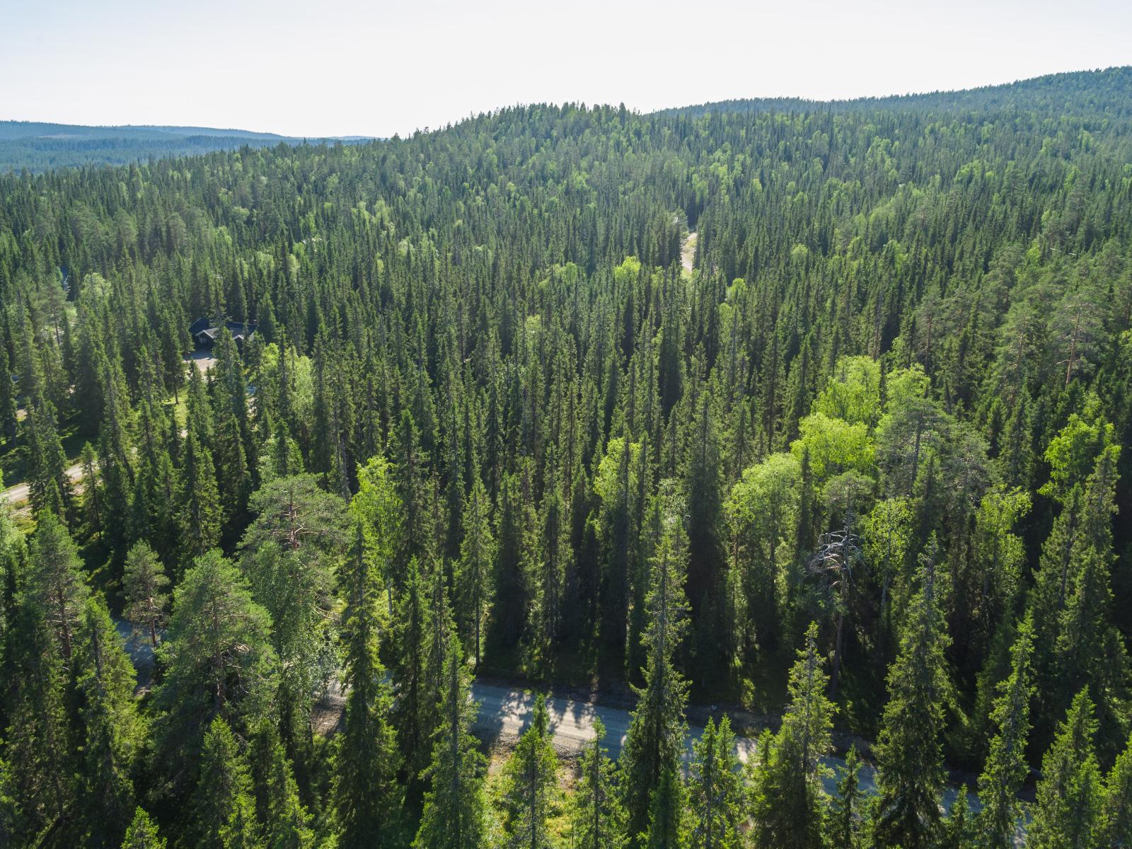 Tie kulkee kesäisessä havupuuvaltaisessa metsässä, jonka maasto on kumpuilevaa. Ilmakuva.