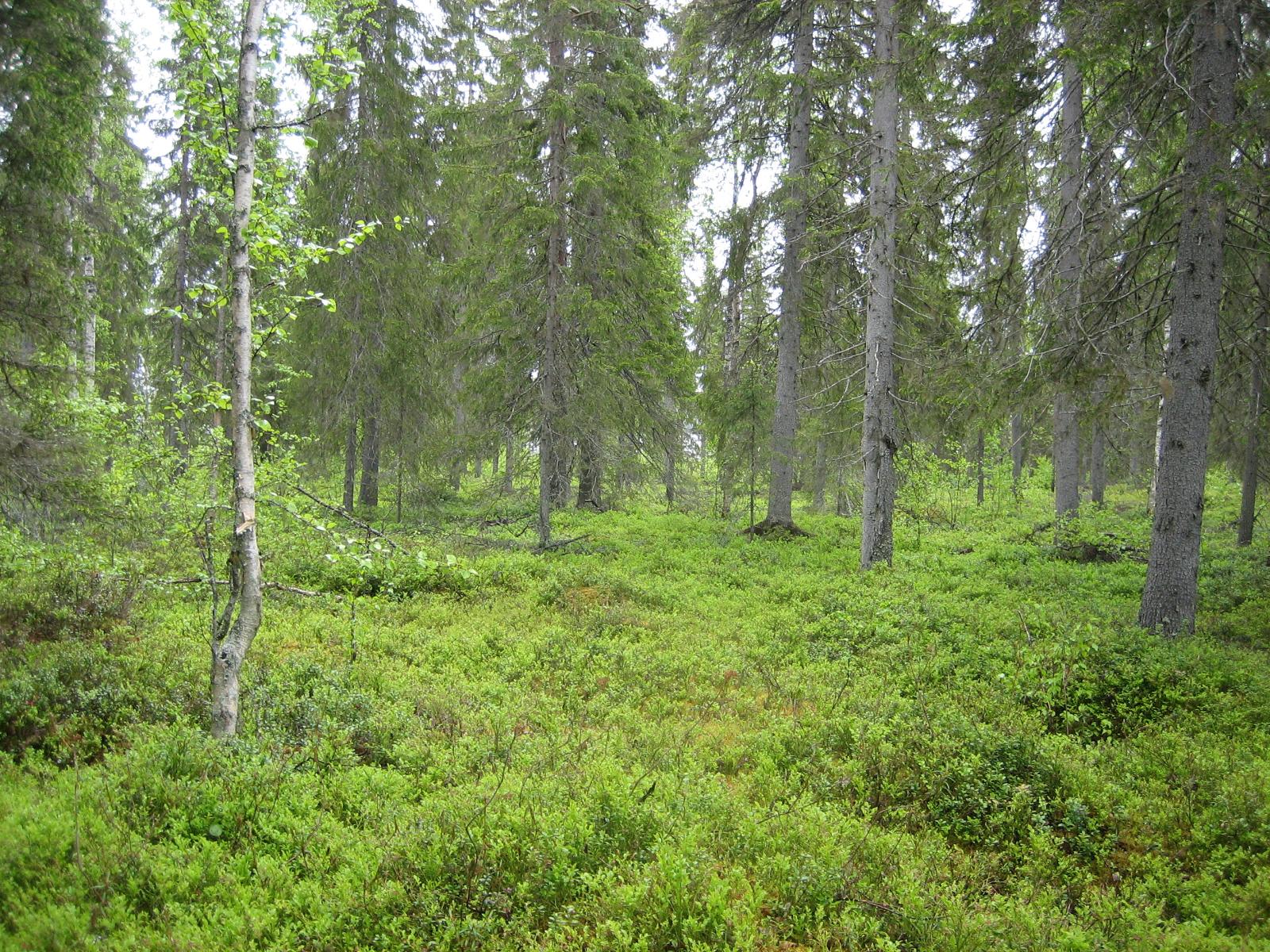 Kuusivaltaisessa metsässä kasvaa myös koivuja. Aluskasvillisuutena on mustikanvarpuja.