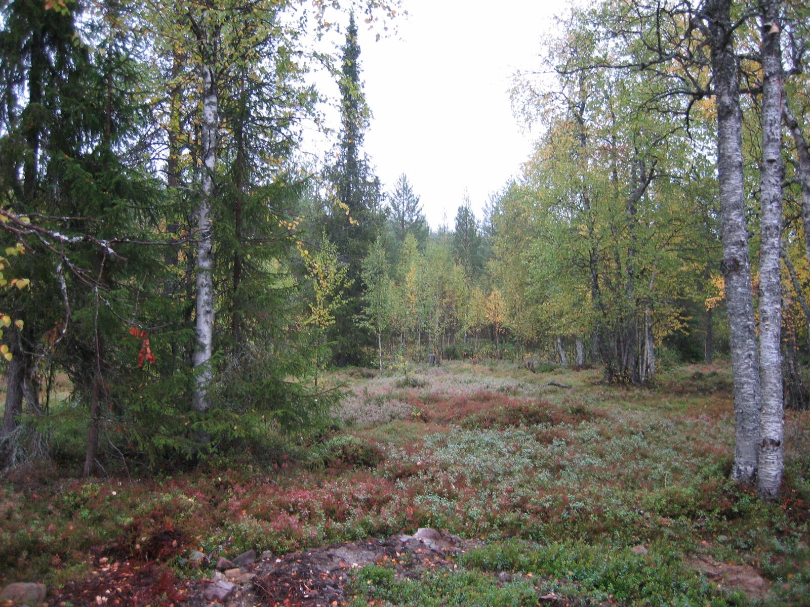 Sekametsässä kasvaa eri-ikäisiä koivuja ja kuusia. Aluskasvillisuudessa on ruskan sävyjä.