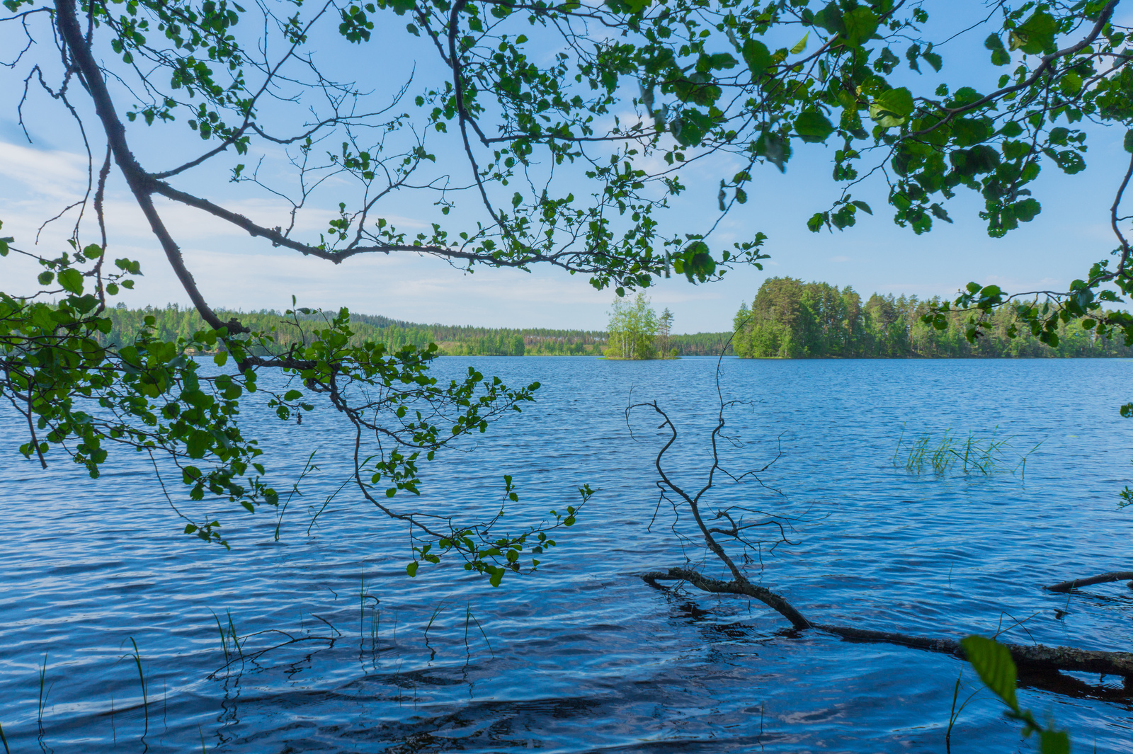 Rantapuiden oksat kaartuvat kesäisen järvimaiseman ylle. Taivas on lähes pilvetön.