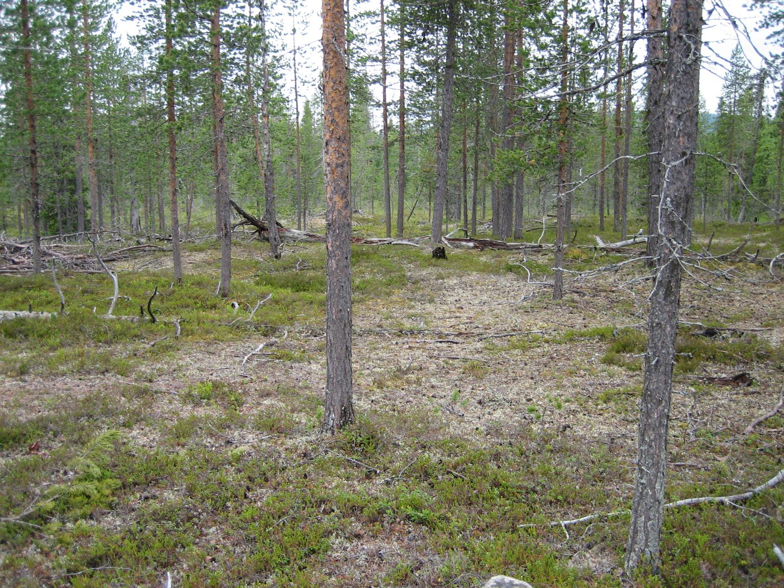 Avara kangasmetsä, jossa kaatuneita mäntyjä.