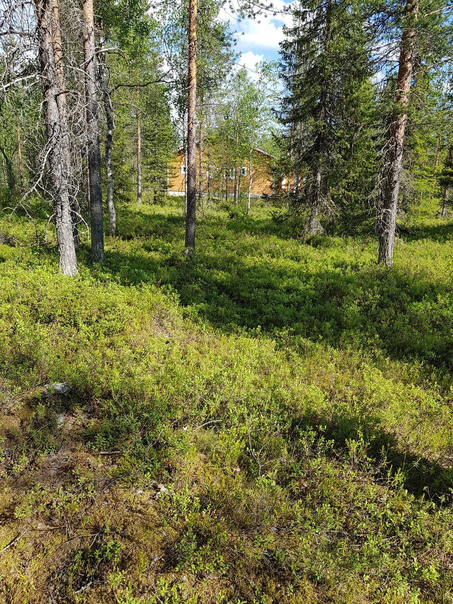 Aurinko paistaa avaraan havumetsään. Taka-alalla puiden lomasta pilkottaa talo.